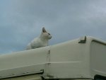 frosty lookout.jpg