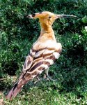 Hoopoe three.jpg