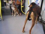 20160926 Augsburg (27) dogs in tram.JPG 20160926 Augsburg (27) dogs in tram.JPG