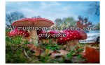 mushrooms.jpg
