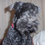 Proud Kerry Blue.JPG