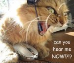 cat_skyper.jpg
