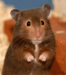 4DDC9F9D-FC58-4D2E-AC39-8E1D7CD8E56B.gif 4DDC9F9D-FC58-4D2E-AC39-8E1D7CD8E56B.gif
