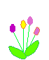 Colorful_tulips.gif