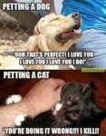 petting.jpg