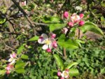 Apple blossom Katy.jpg Apple blossom Katy.jpg