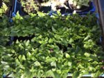 Arisarum proboscideum.jpg Arisarum proboscideum.jpg