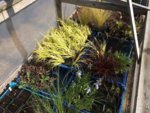 coldframes-01.jpg coldframes-01.jpg