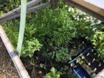coldframes-02.jpg coldframes-02.jpg