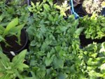 coldframes-03.jpg coldframes-03.jpg