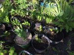 coldframes-04.jpg coldframes-04.jpg