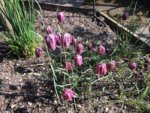 Fritillaria meleagris.jpg Fritillaria meleagris.jpg