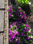 Grandfathers primula.jpg Grandfathers primula.jpg