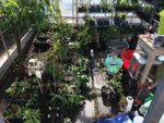 Greenhouse-01.jpg Greenhouse-01.jpg