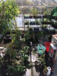 Greenhouse-02.jpg Greenhouse-02.jpg