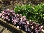 Primula Guinevere-02.jpg Primula Guinevere-02.jpg