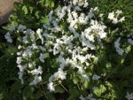 Primula sieboldii.jpg Primula sieboldii.jpg