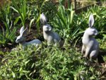 Rabbits.jpg Rabbits.jpg