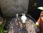 Sanguinaria canadensis-02.jpg Sanguinaria canadensis-02.jpg