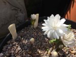 Sanguinaria canadensis.jpg Sanguinaria canadensis.jpg