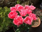 tulips.jpg tulips.jpg
