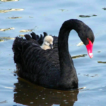 swan.png
