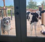 can my friend come over.jpg