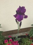61F4A7A0-F529-400C-BCD2-98F25D94EDBC.jpeg