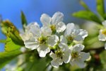 apple-blossom-4168964_960_720.jpg
