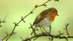 robin.jpg