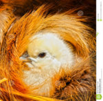 chicken.jpg