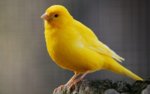canary.jpg