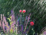 rain-528a39286dd59.jpg
