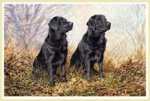 labrador.jpg labrador.jpg