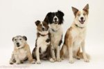 collie.jpg collie.jpg