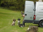3dogspeepo.JPG 3dogspeepo.JPG