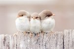 123377-Three-Little-Birds.jpg