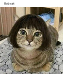 50914