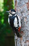 Female great spotted woodpecker.jpg