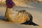 Wully sunbathing seal.jpg