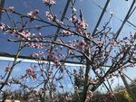Nectarine blossom-01.jpg