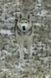 husky.png