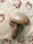 Sock mushroom.jpg