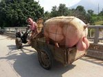 PIG.jpg
