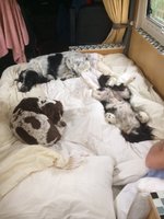 3dogs-bed.jpg