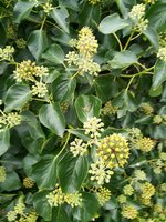 IMG_20201024_093902.jpg