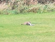 IMG_20201029_101801.jpg