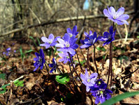 Blåsippa 9 april Öland-001.jpg