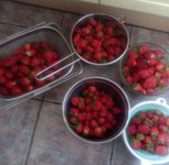 wednesdays strawberries.jpg