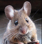 mouse.png